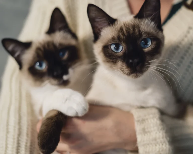 dog water feeder automatic